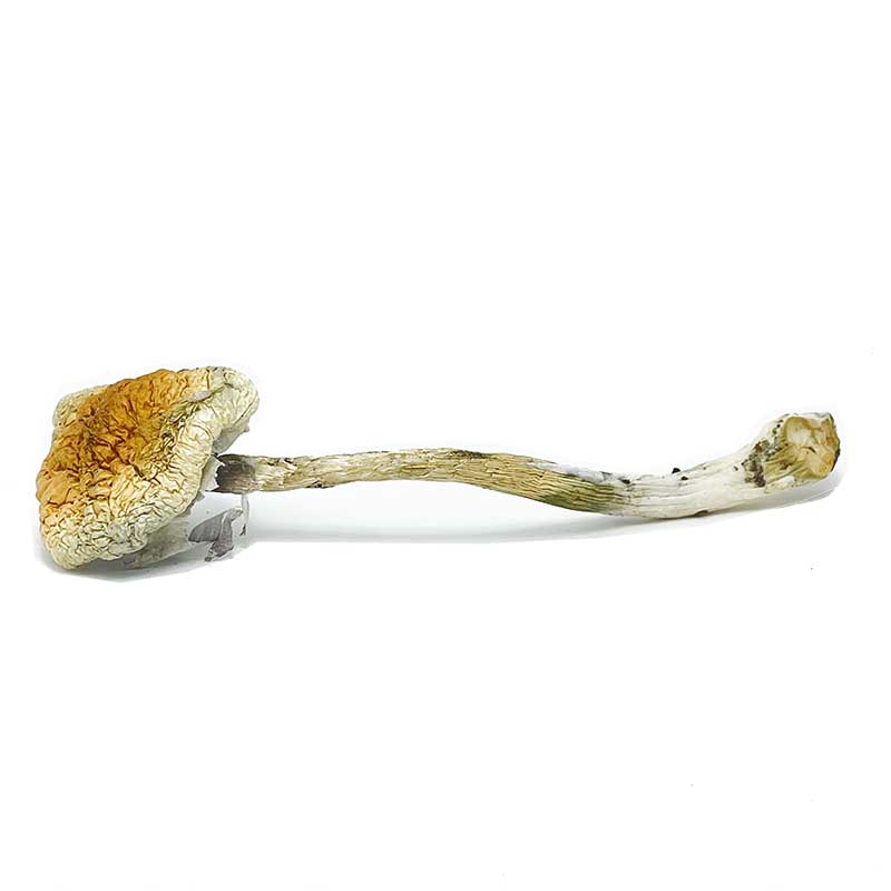 Mckennaii Magic Mushrooms